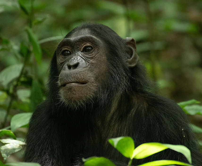 uganda-rwanda-safaris