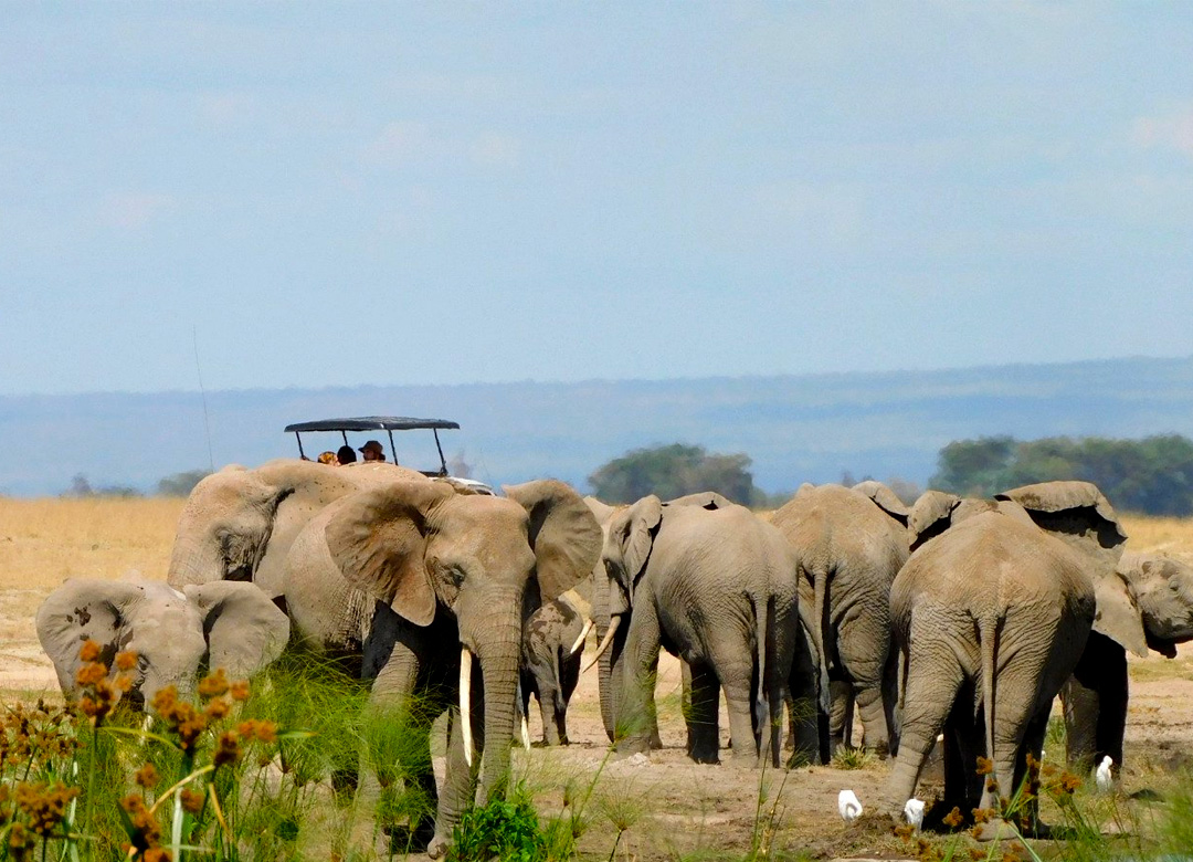 3-days-amboseli-national-park-tour 3-days-amboseli-national-park-tour