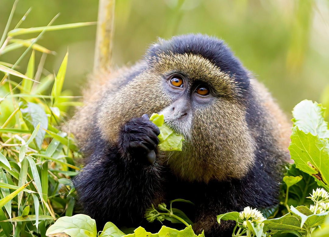 4-days-rwanda-gorilla-golden-monkey-tour