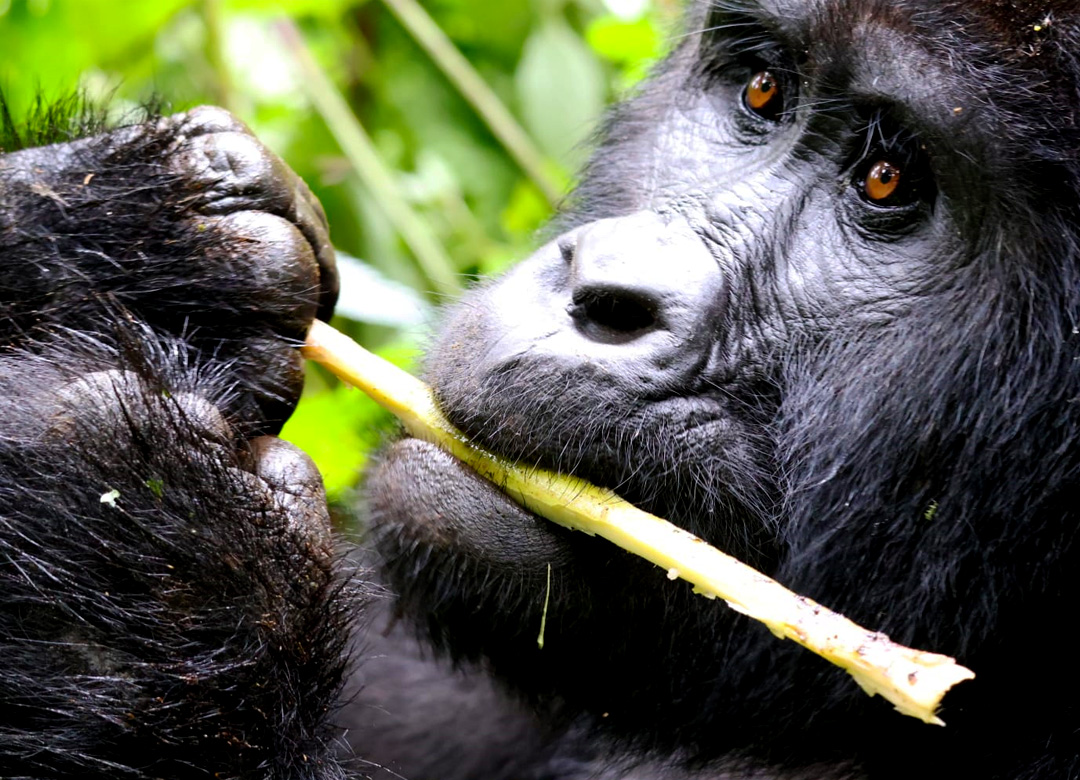 5-days-uganda-gorilla-chimpanzee-safari