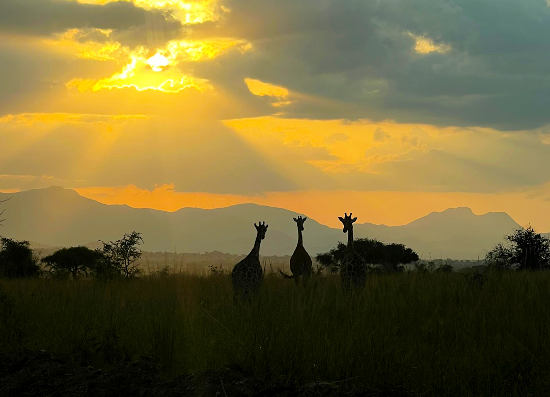 8-days-uganda-wildlife-gorilla-safari